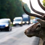 Vadveszély az utakon – egyre több az állatgázolásos baleset