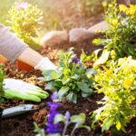 8 növény, amit soha ne ültess a kertedbe