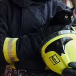 Macska szorult helyzetben – a debreceni tűzoltók segítettek
