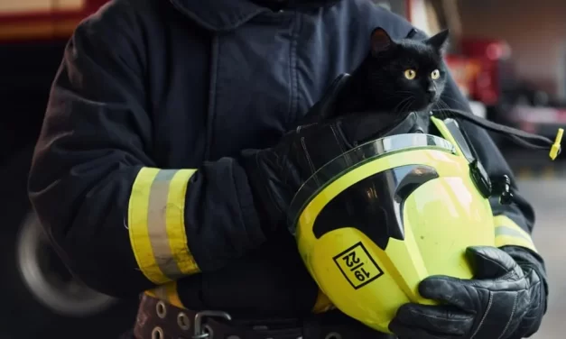 Tűzoltók: “a macska terrorista”