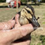 Kiskacsákat mentettek a pécsi tűzoltók