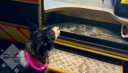 Megható beavatkozás: a rendőrök és mentők közös erővel mentették meg a zirci kislányt és kutyáját