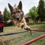 „Mindjárt jövök”, mondta a nógrádi férfi, azóta nem találják – a kutyás mentők nem adják fel a reményt (videóval)