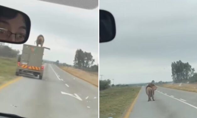 Döbbenetes videón, ahogy egy oroszlán utazik egy száguldó pótkocsi tetején, majd leugrik az útra