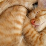 Hogyan döntik el a macskák, hogy hol és kivel aludjanak?