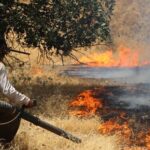 Hetek óta tombolnak erdőtüzek Iránban, a lángok egy Unesco világörökséget fenyegetnek