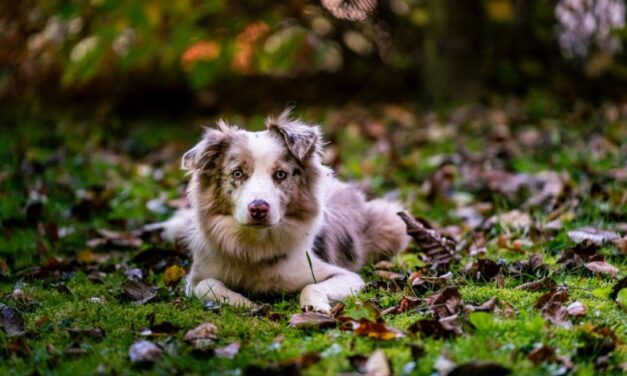 Egy bajba jutott kutyabarátjához vezette a tűzoltókat egy kétségbeesett eb a Széleskő-bányatónál – szívszorító fotók