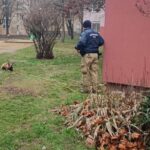 Különleges kiképzésen vettek részt a veszprémi rendőrkutya-vezetők (galéria)