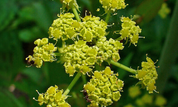 A Waze felhasználói évek óta kérik, most pedig végre megmozdul valami, hiszen a népszerű navigációs app elkezdi megjeleníteni a közlekedési lámpákat a térképen.