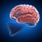 Megfiatalíthatja az agyát, és ehhez elég egyetlen dolgot tennie