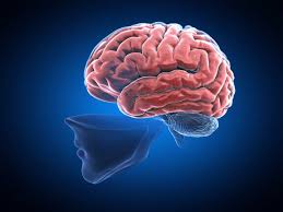 Megfiatalíthatja az agyát, és ehhez elég egyetlen dolgot tennie