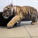 Pablo, a tiszafüredi drograzzián lefoglalt tigriskölyök egyre vadabb – Mégis mindenki imádja a fővárosi állatkertben