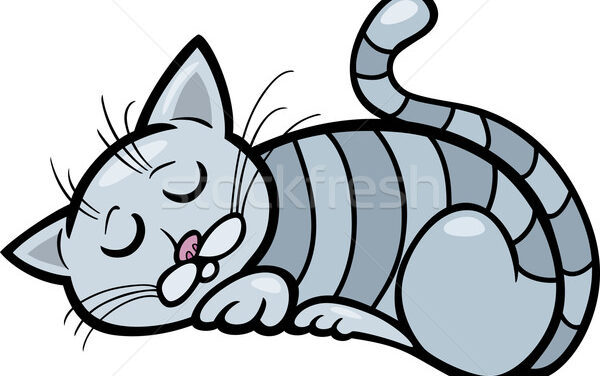 A „macskamágnes” jelenség: Miért pont azokhoz vonzódnak a cicák, akik nem szeretik őket?