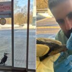 Sérült madár kopogott segítségért egy kórház ajtaján