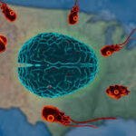 Kutatás: egyre több helyen lehetnek jelen az agyevő amőbák