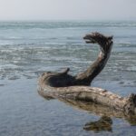Szörny bukkant fel a Balatonban, lencsevégre kapták a magyar Nessie-t (galéria)