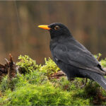 Mit jelent valójában, ha a fekete rigó minden nap visszatér a kertedbe?