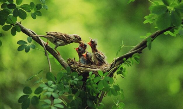 Fa vagy madár: te mit látsz meg először a képen?