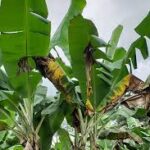 Újra olcsó a banán, de itt a Panama-betegség!