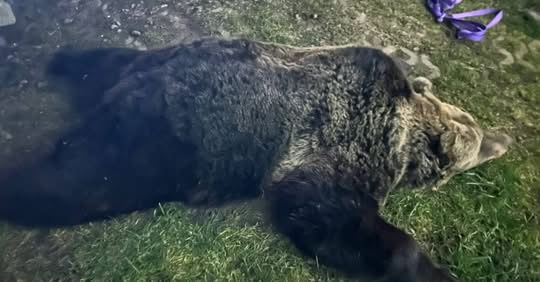 Saját kertjében ért medvetámadás egy székelyföldi férfit