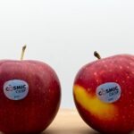 Ezért vannak a kis, kerek matricák a gyümölcsökön, zöldségeken: fontos információ található rajtuk