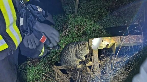 Fotókon a drámai mentés: csőbe szorult cicát mentettek a csengeri tűzoltók