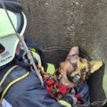 Videón, ahogy egy kútba esett kölyökkutyát kimentenek a tűzoltók