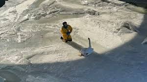 Hős tűzoltók mentettek meg egy hattyút a befagyott tóból