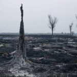 Hátborzongató drónfelvétel a leégett balatoni nádasról