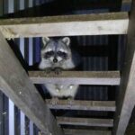 Elképesztő! Titkos állatkertet számoltak fel a hatóságok egy zalai családi háznál (videó)