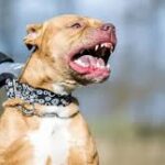 Életre szóló sérüléseket szenvedett egy 10 éves kislány – kutyák támadtak rá