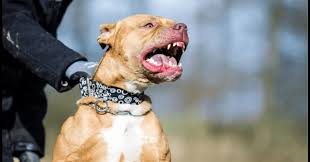 Életre szóló sérüléseket szenvedett egy 10 éves kislány – kutyák támadtak rá