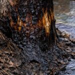 Motorolajjal kenték be az Eger-patak menti fákat a hódok ellen