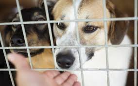 Végre örökbe fogadják a kutyát: amit ezután tesz, a legkeményebb szíveket is megolvasztja – Videó