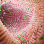 Figyelem, Normaflore-felhasználók – 105 milliós bírság a gyártónak