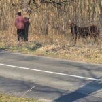 Megjött a mentők válasza! Így van most a gyermek, akit megsebesített a megvadult bika Nógrádban – fotók