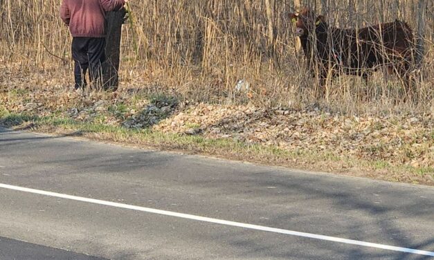 Megjött a mentők válasza! Így van most a gyermek, akit megsebesített a megvadult bika Nógrádban – fotók