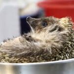 Diétára fogták Brünhildát: 1,5 kilósra hízott süniért küzdenek a fővárosi állatkert mentőközpontjában