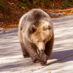 Medvetámadás után mentőhelikopter szállította kórházba az áldozatot Erdélyben