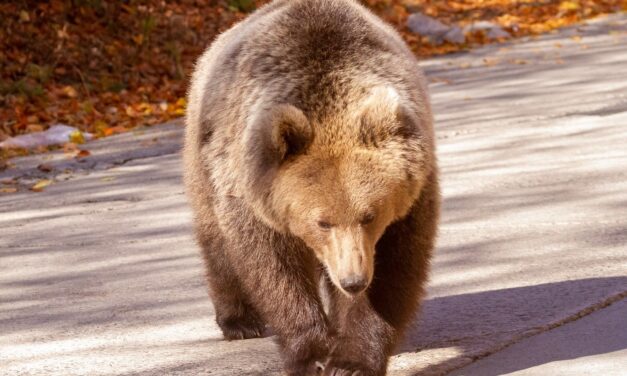 Medvetámadás után mentőhelikopter szállította kórházba az áldozatot Erdélyben