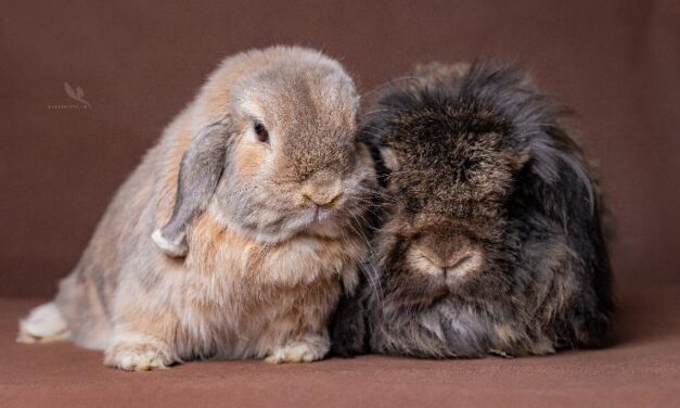 Még mindig sokan csinálják ezt húsvétkor, pedig nagy baj lehet belőle: börtönnel is büntethető