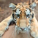 Utoljára láthattad Pablót Budapesten – A tiszafüredi drograzzia kistigrise új életet kezd, de a múltjától sosem szabadulhat