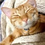 Új magyarázat a rejtélyre: ezért esnek mindig talpra a macskák