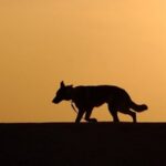 DNS-elemzésekből állapították meg, hogy az emberek már tizenöt ezer évvel ezelőtt is etettek kutyákat