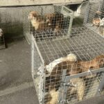 Huszonöt kutyát találtak összezsúfolva egy lakásban a tűzoltók