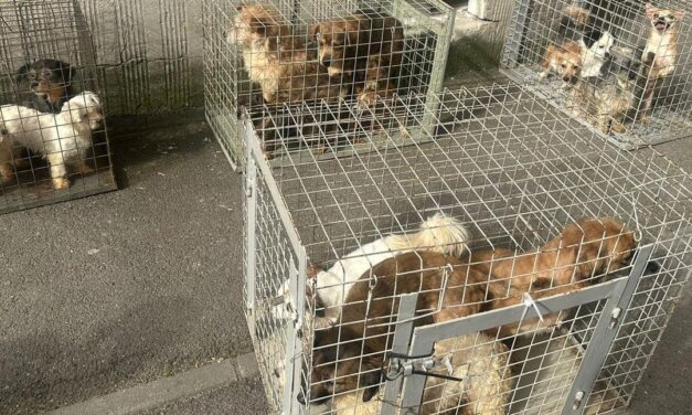 Huszonöt kutyát találtak összezsúfolva egy lakásban a tűzoltók