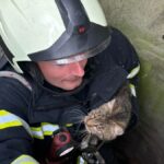 Szemernyi hálát se mutatott a kútból kimentett macska – videó