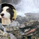 Helikopterrel mentették ki Mollyt, aki egy hetet várt gazdájára egy szigeten