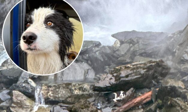 Helikopterrel mentették ki Mollyt, aki egy hetet várt gazdájára egy szigeten