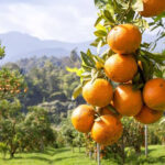 Beteg a mája? Ez a hétköznapi gyümölcs segíthet